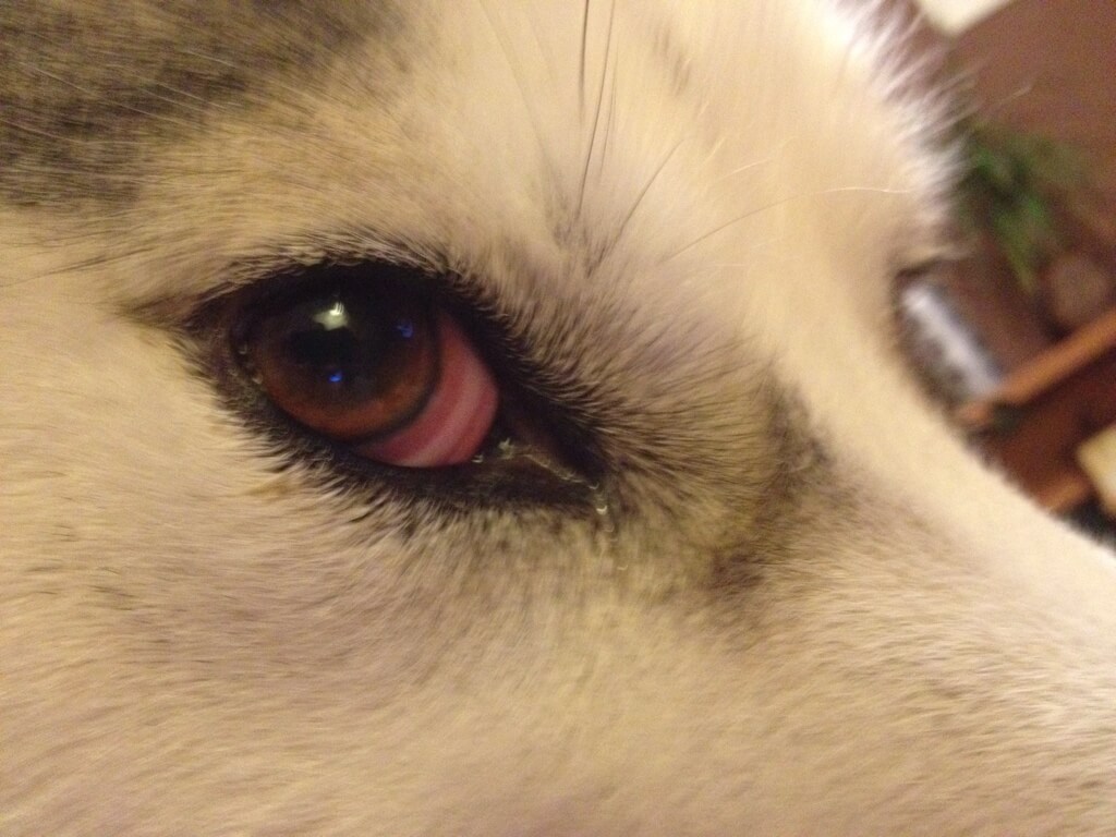 HOMEOPATHY FOR PINK EYES
