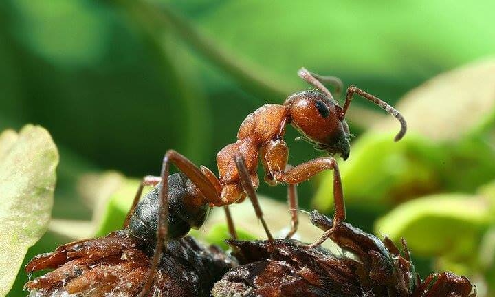 FORMICA RUFA