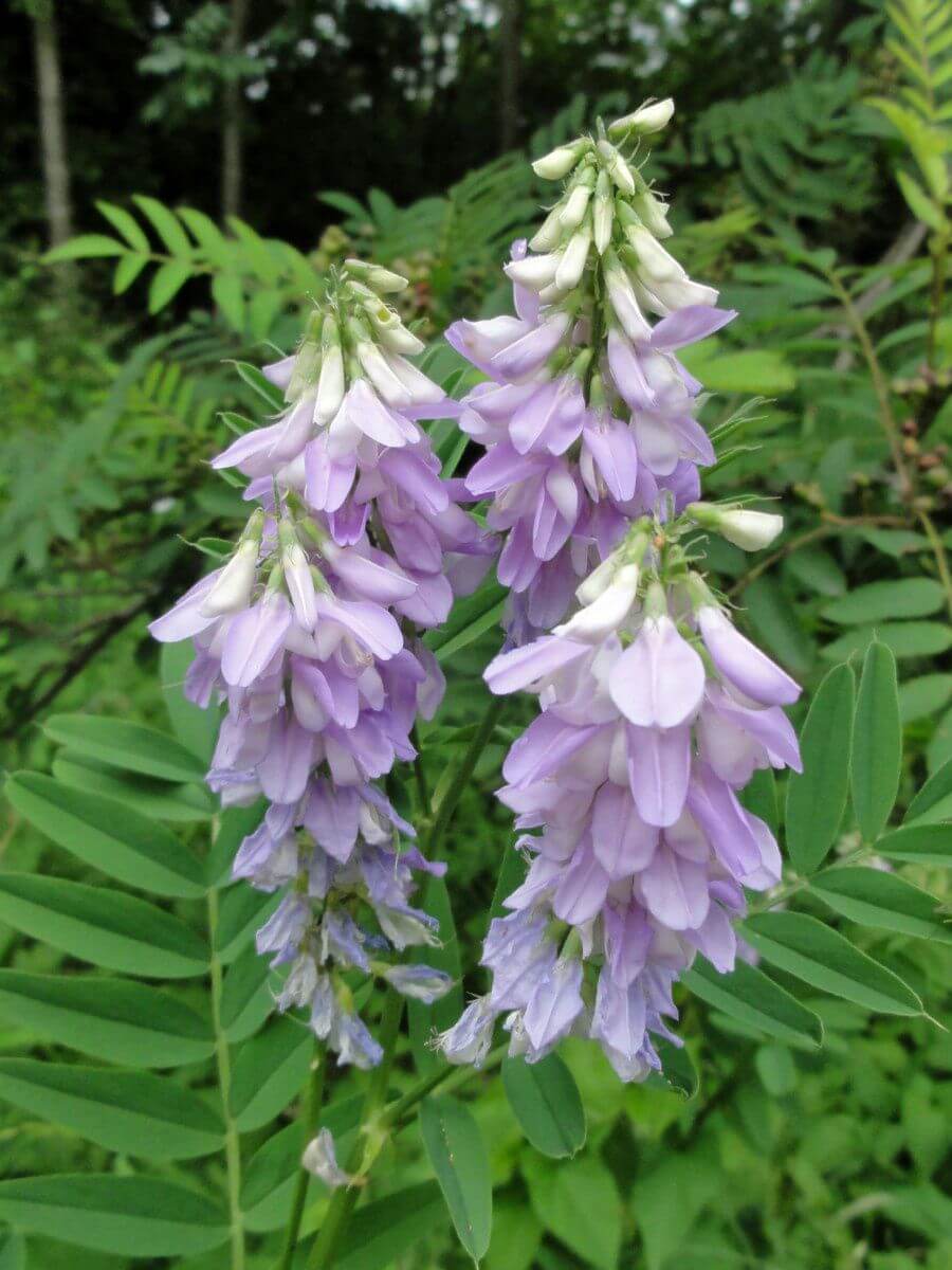 GALEGA OFFICINALIS