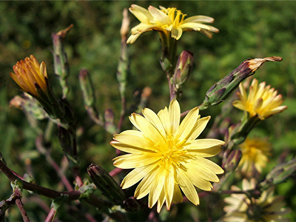 LACTUCA VIROSA