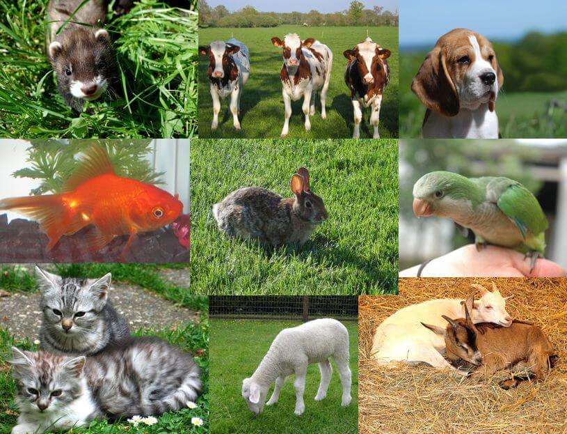 Irritability, Restlessness and Anger in Animals