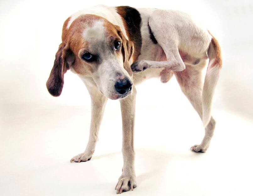 SKIN DISEASES in DOGS & CATS