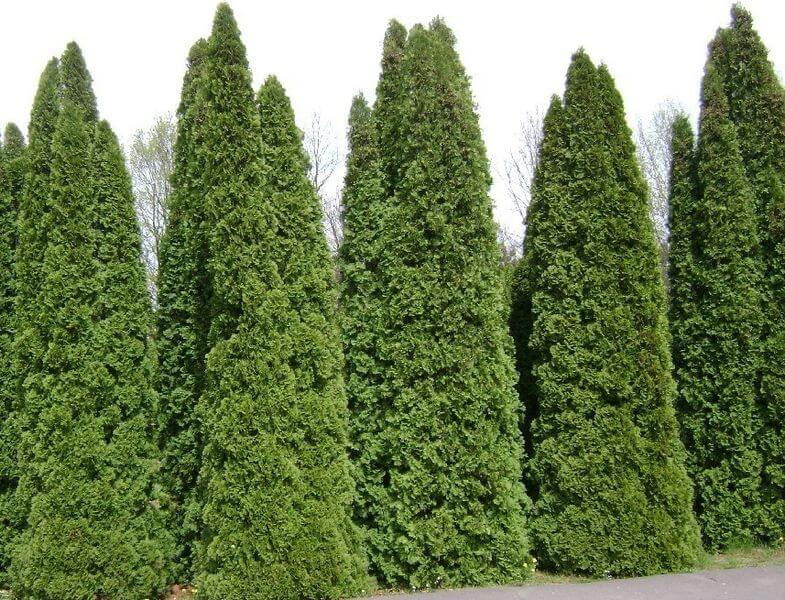 THUJA OCCIDENTALIS
