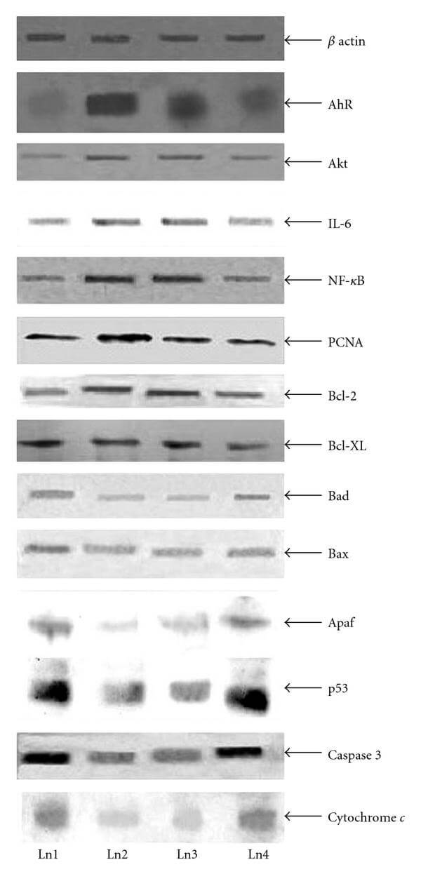 A Plausible Mechanism to Explain How a Potentized Drug Secale Cor 30C Diluted beyond Avogadro's Limit Combats Skin Papilloma in Mice