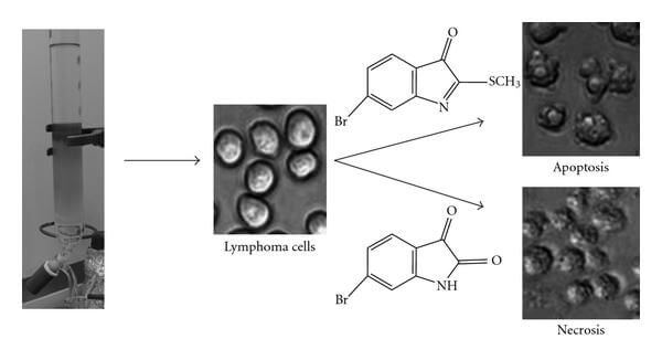Bioactivity of the Murex Homeopathic Remedy and of Extracts from an Australian Muricid Mollusc against Human Cancer Cells