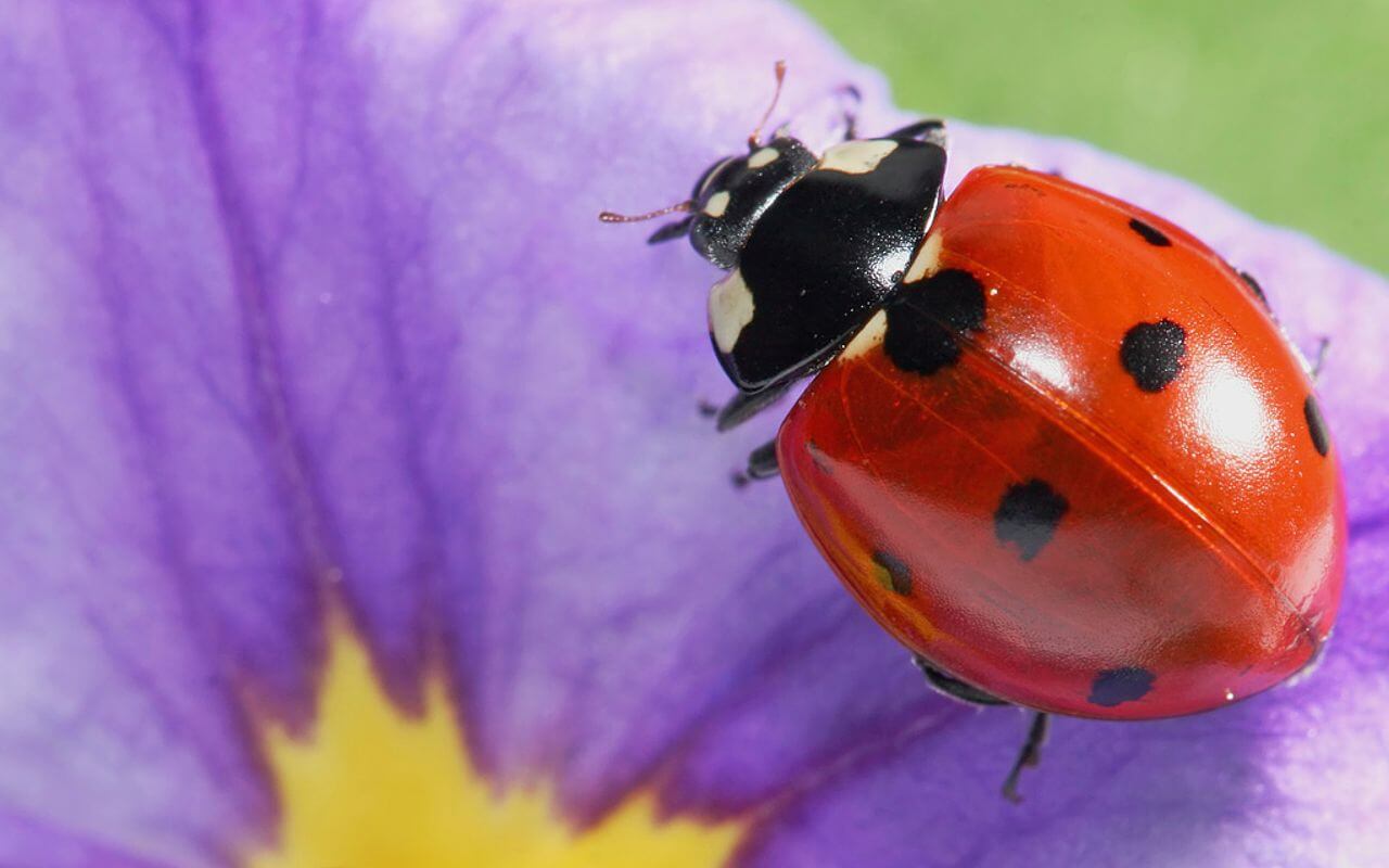 COCCINELLA SEPTEMPUNCTATA