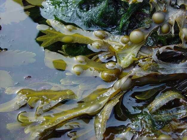 FUCUS VESICULOSIS