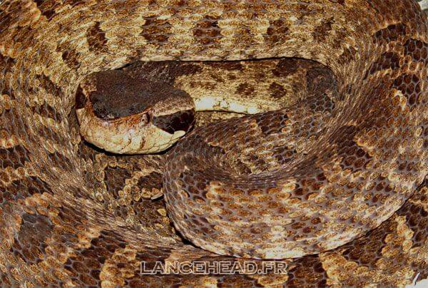 BOTHROPS LANCEOLATUS