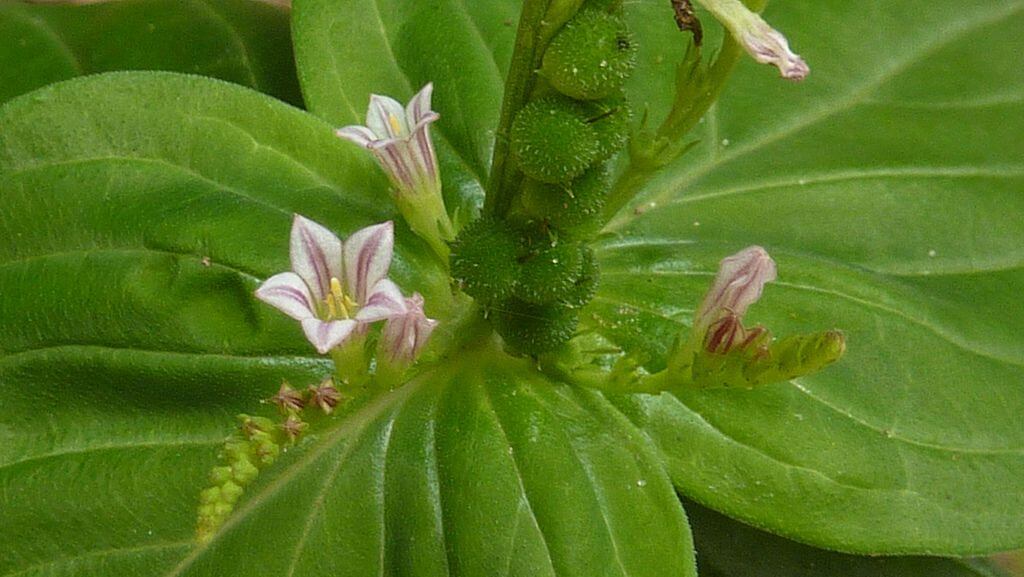 SPIGELIA ANTHELMIA