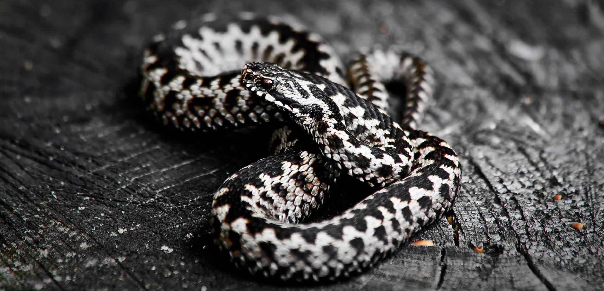 VIPERA BERUS,