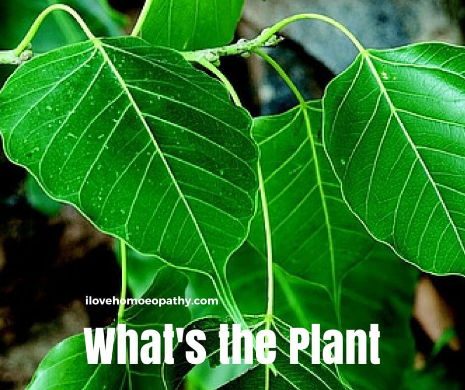 What's the Plant: 2506