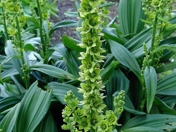 WHAT'S THE PLANT: 20150701