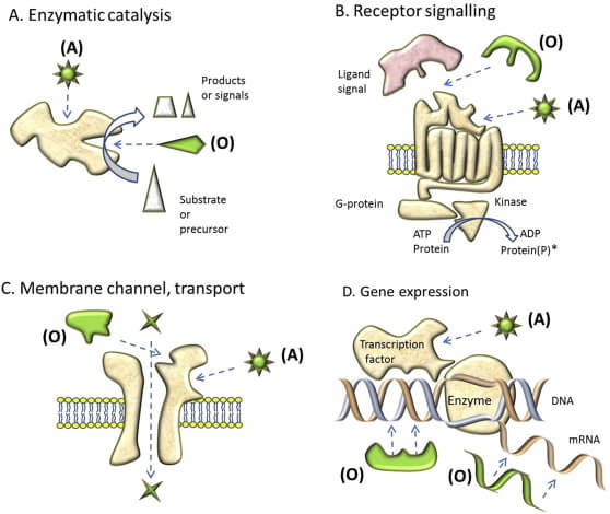 Cell sensitivity, non-linearity and inverse effects