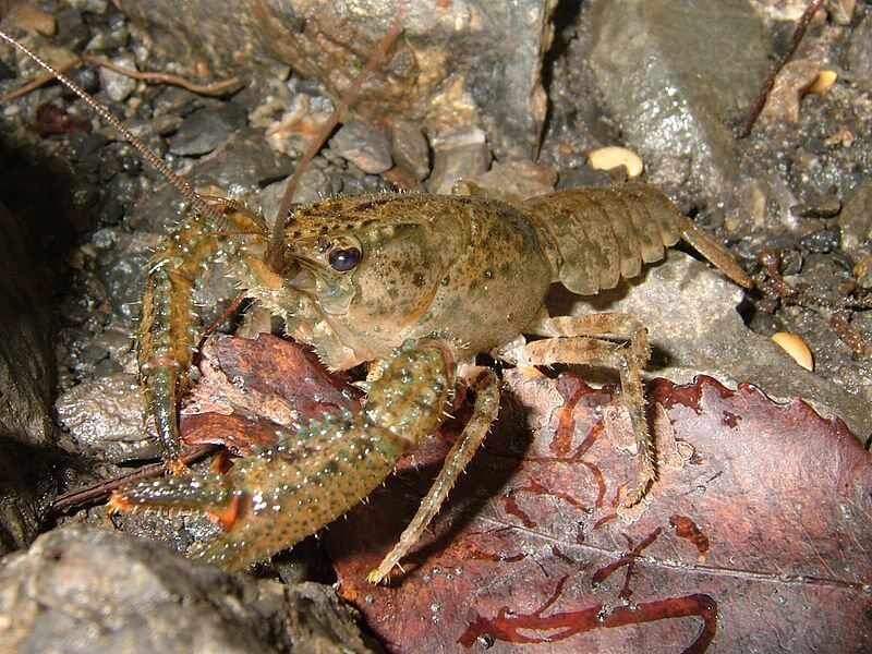 ASTACUS FLUVIATILIS