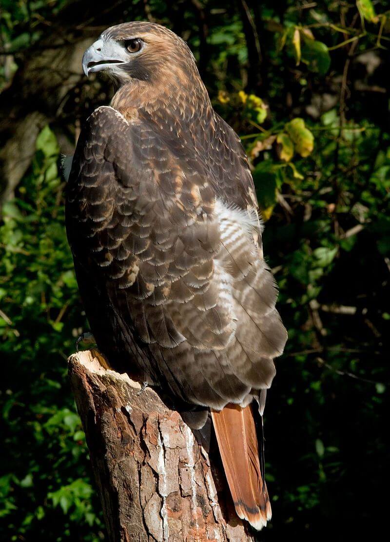 BUTEO JAMAICENSIS