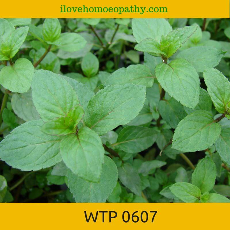WHAT'S THE PLANT: #20150706