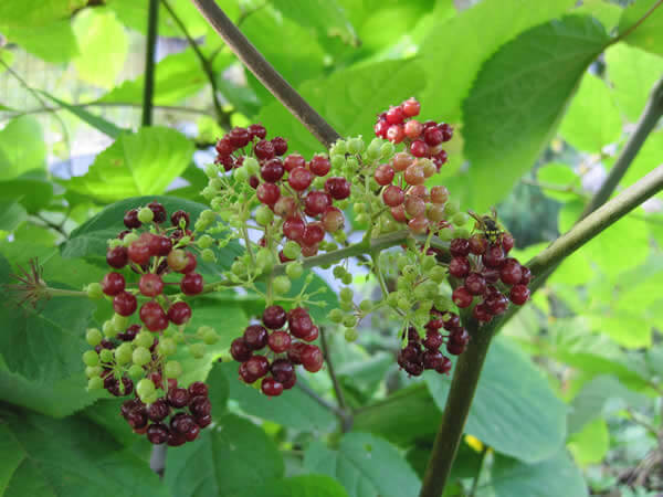 ARALIA RACEMOSA