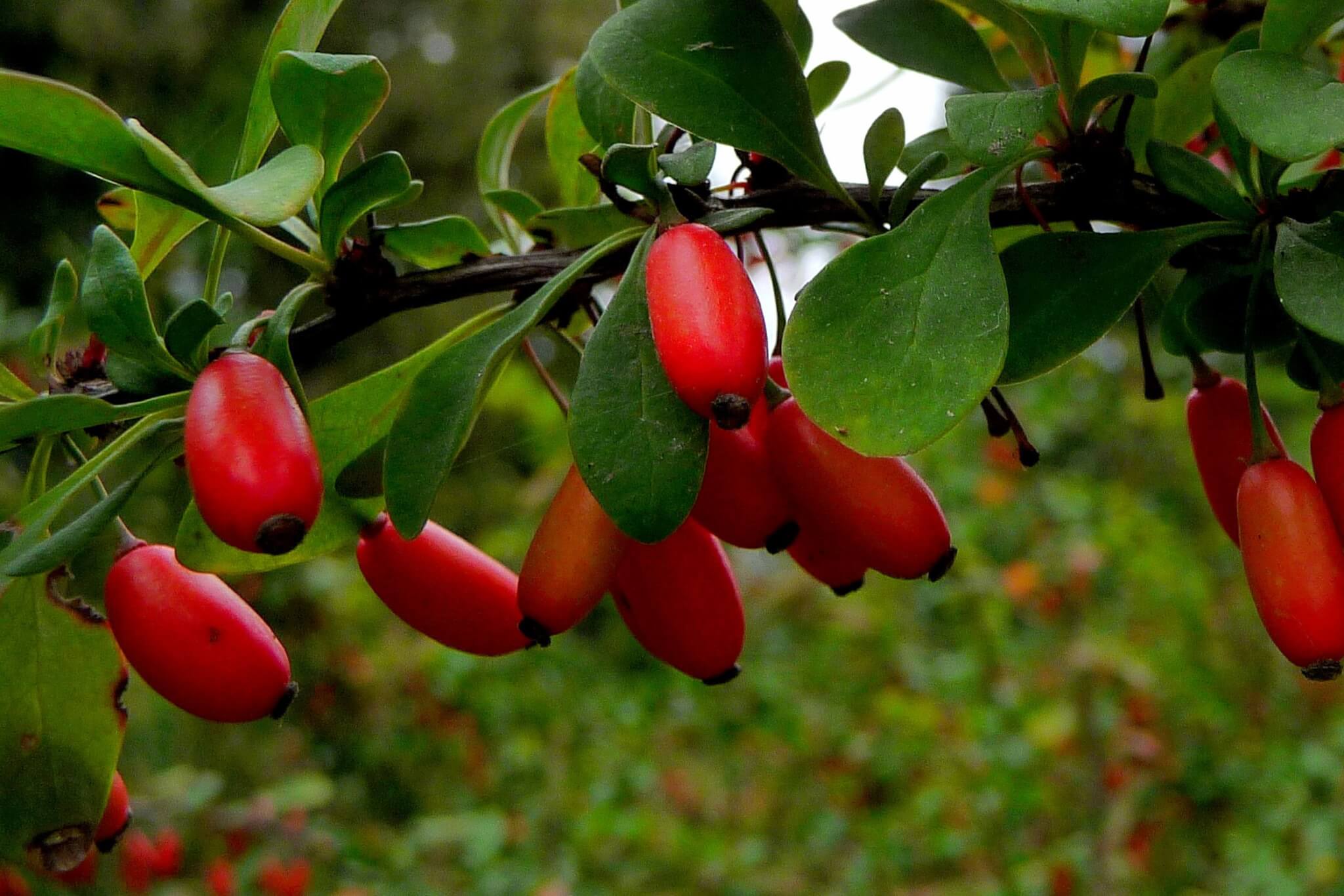 BERBERIS VULGARIS