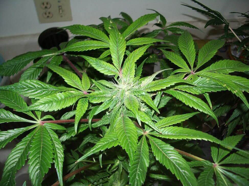 CANNABIS INDICA