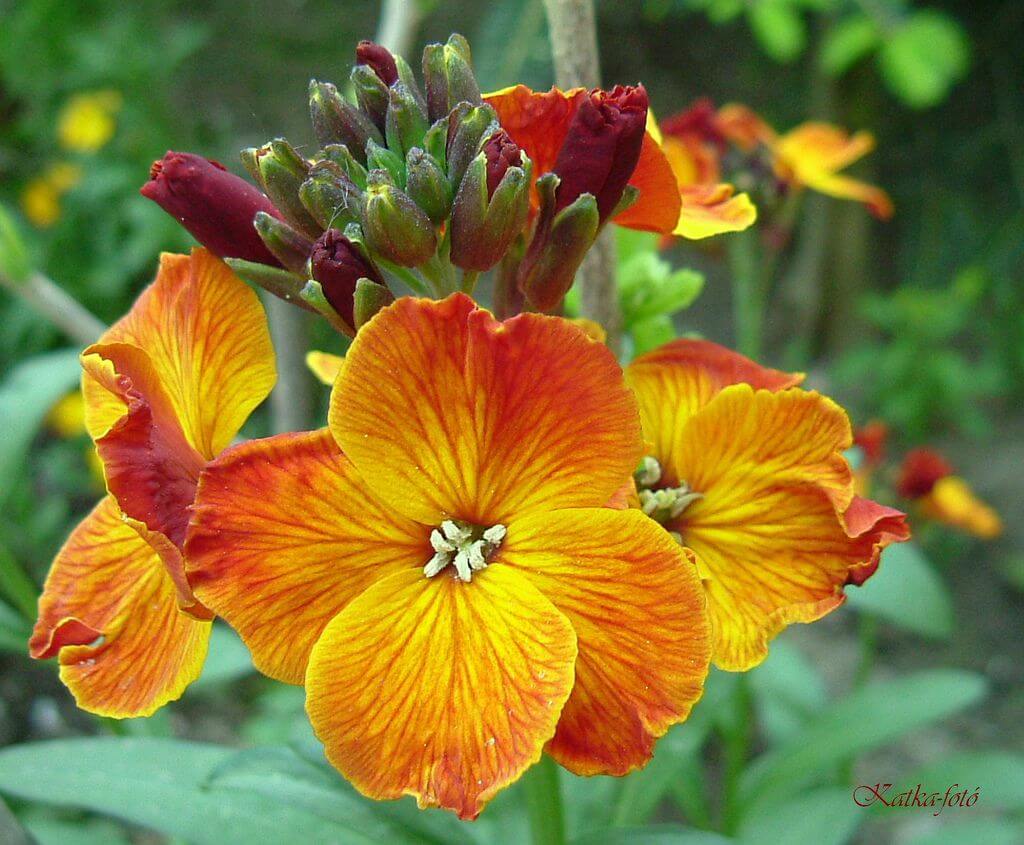 CHEIRANTHUS CHEIRI