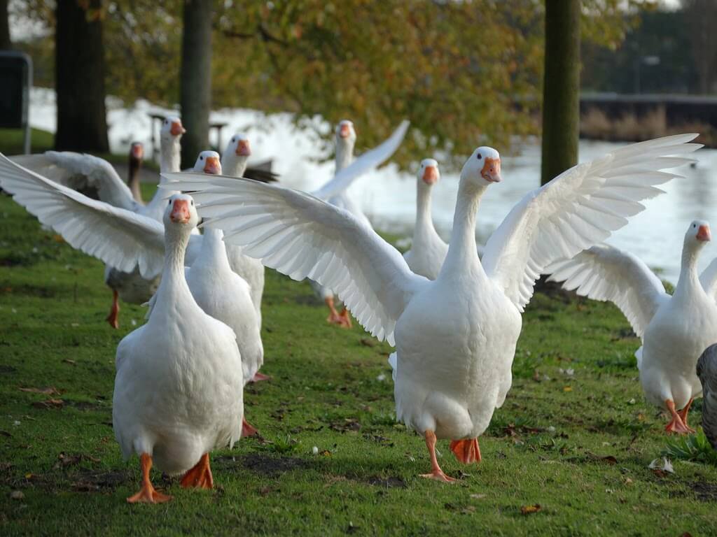 DELUSION GOOSE THAT HE IS