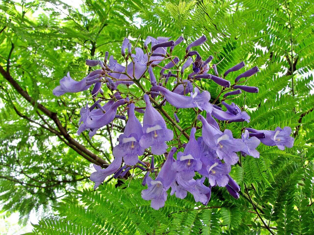 JACARANDA CAROBA