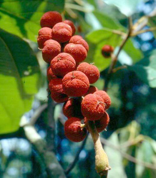 CROTON COCCINEUS