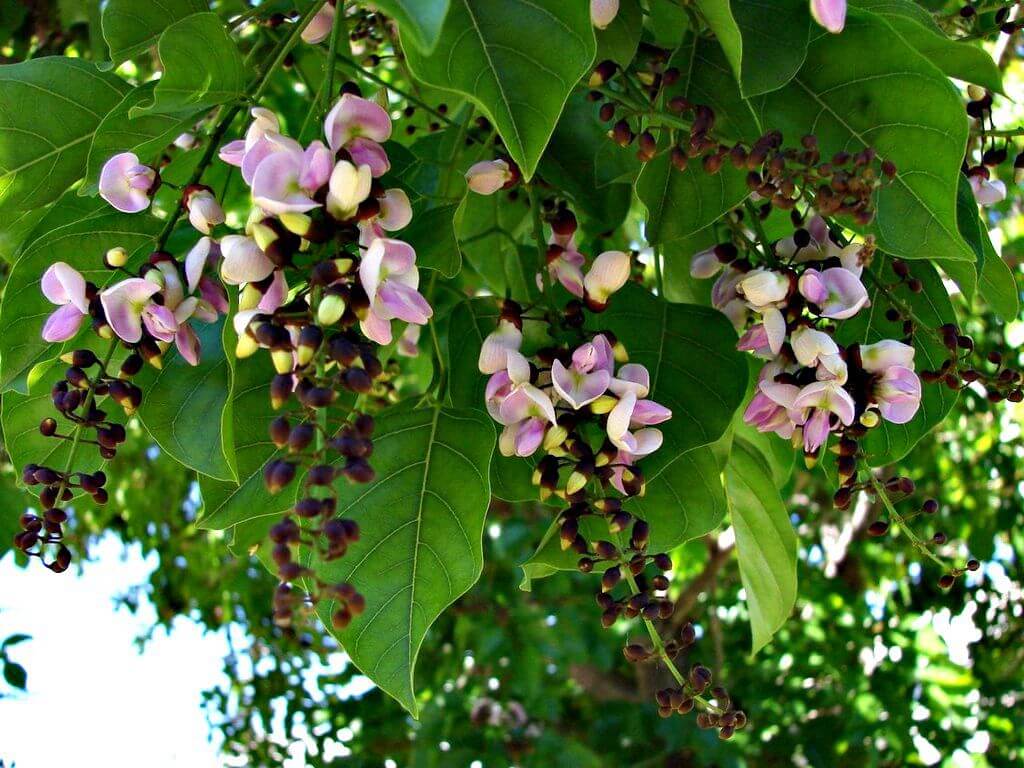 DERRIS PINNATA