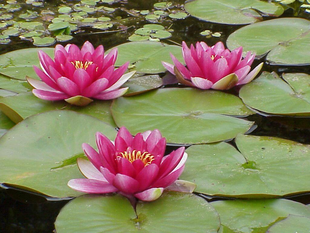 NYMPHEA ODORATA
