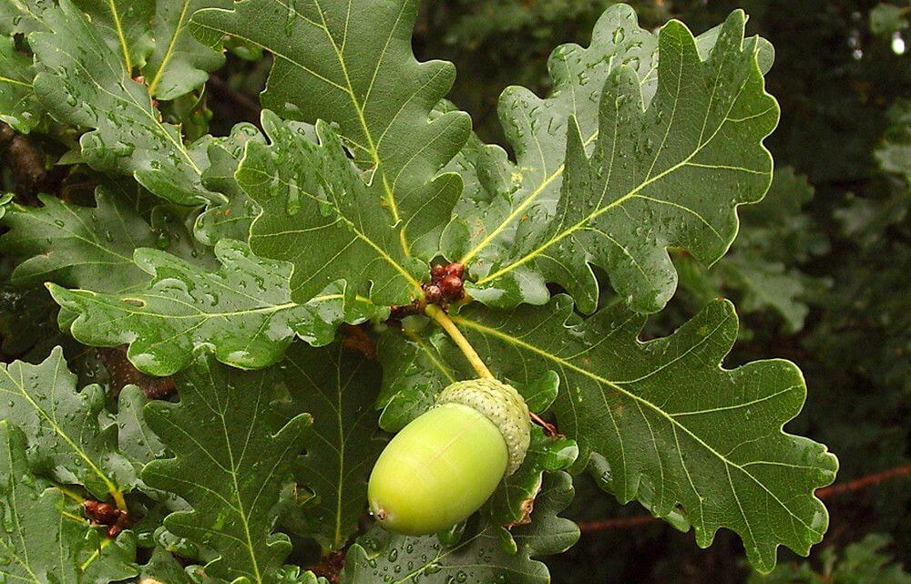 QUERCUS
