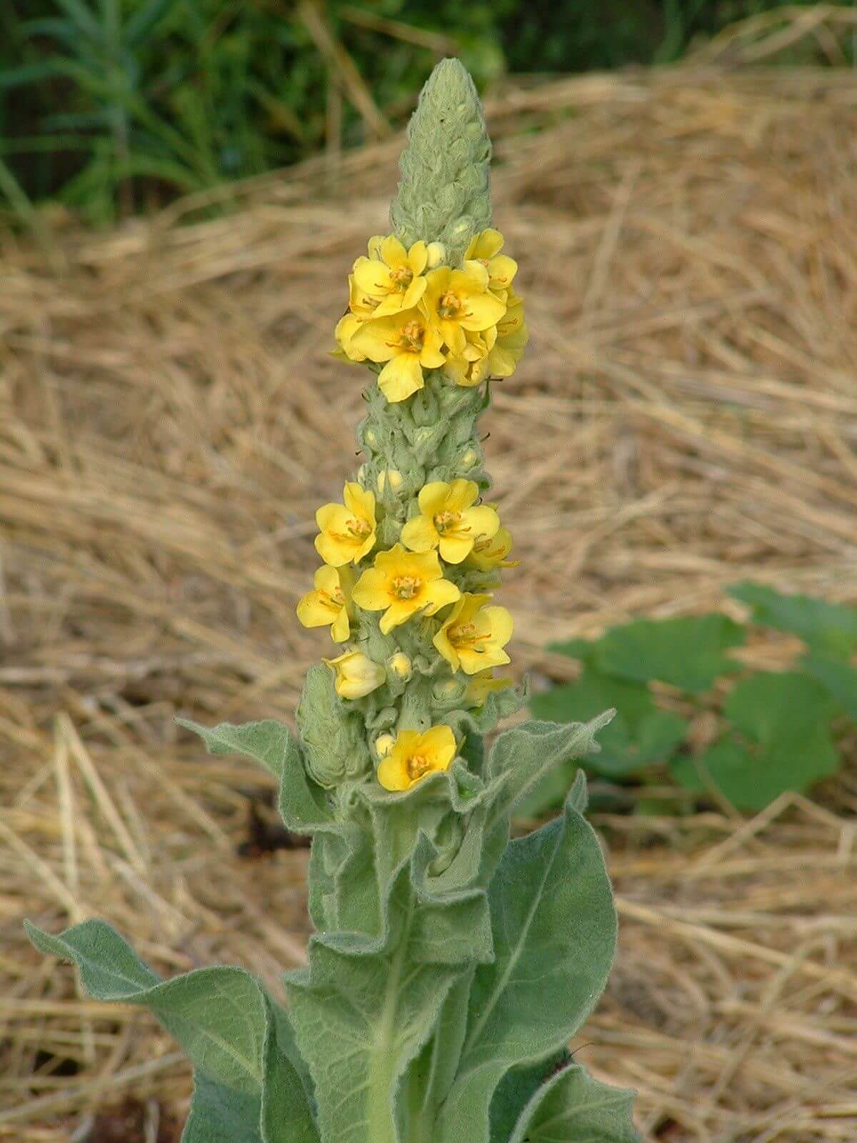 VERBASCUM THAPSUS