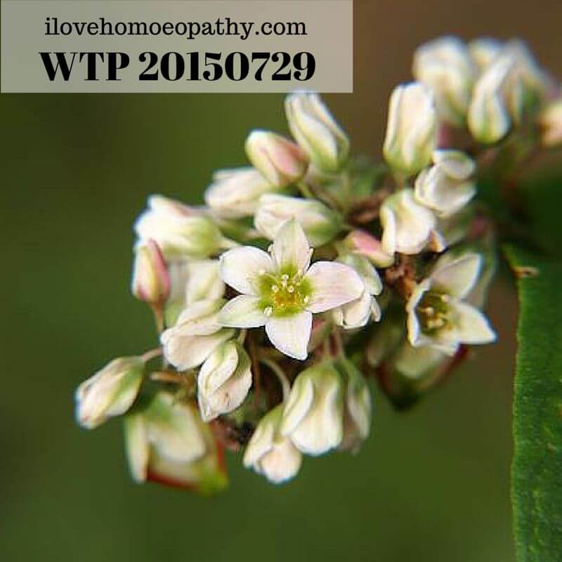 WTP 20150729