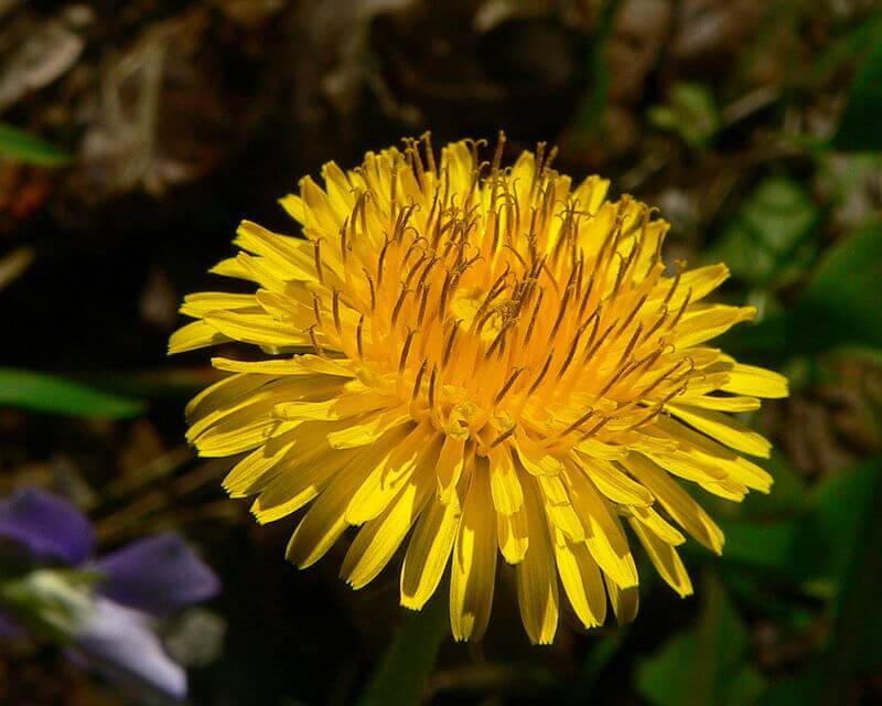 TARAXACUM