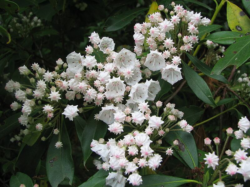 KALMIA LATIFOLIA