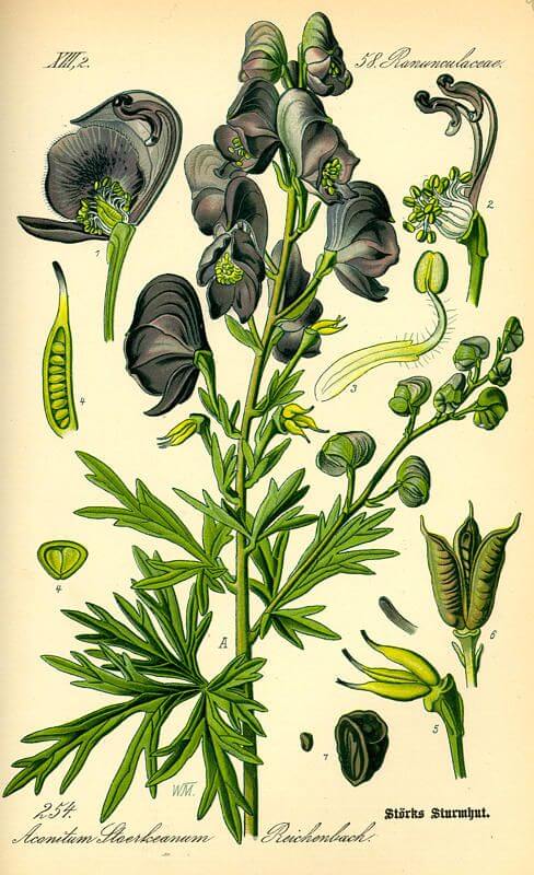 Discovery of Aconite napellus