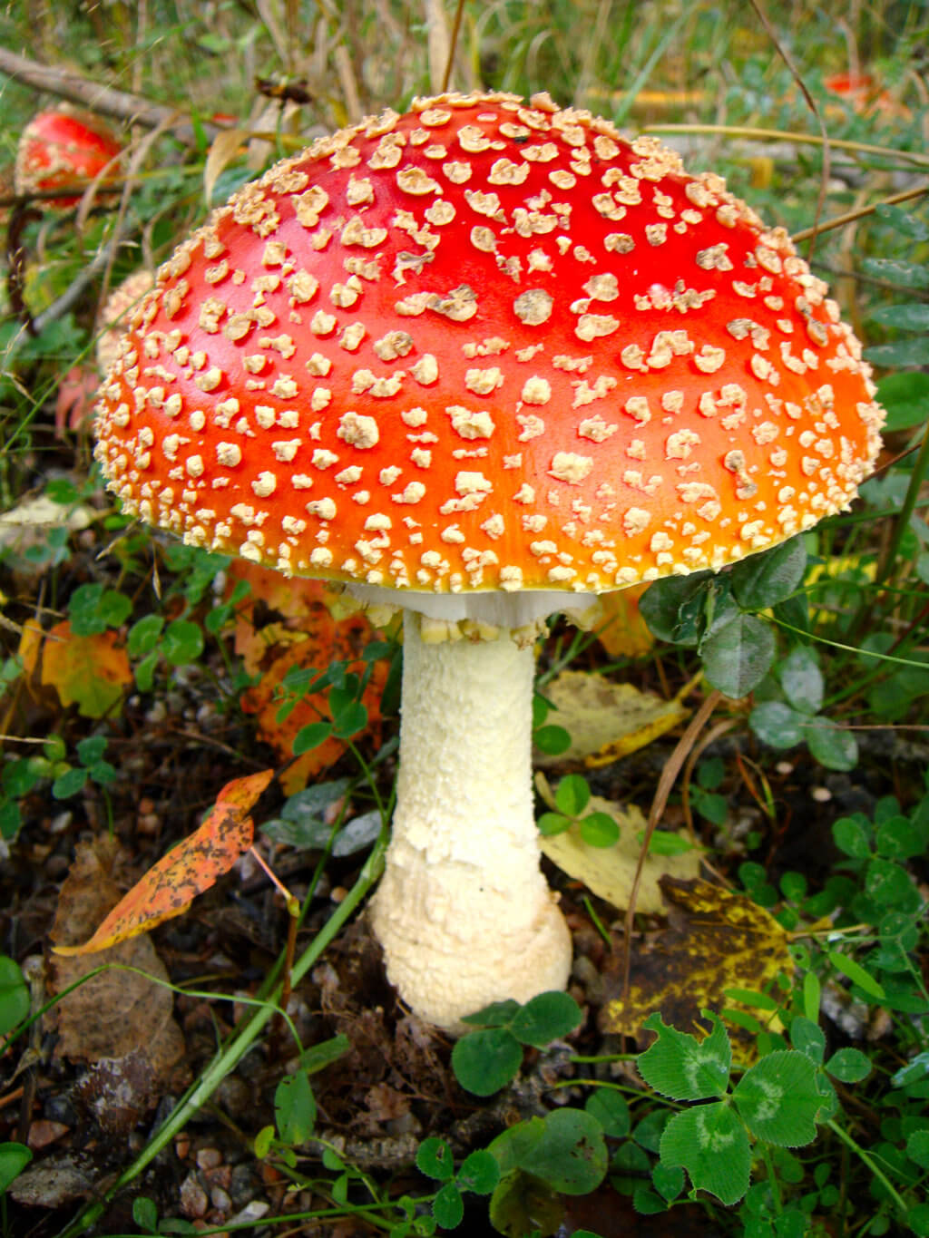Discovery of Agaricus muscarius