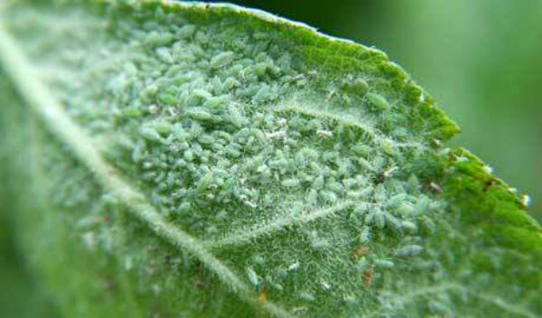 APHIS CHENOPODII GLAUCI
