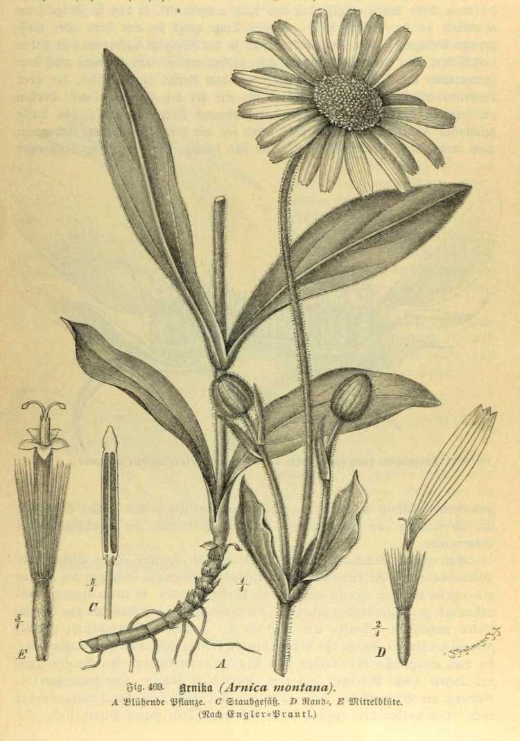 Discovery of Arnica