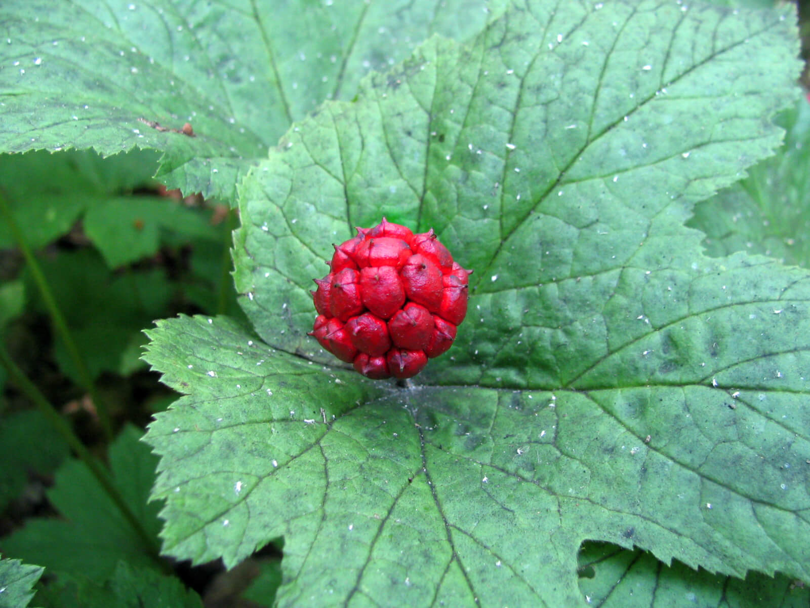 HYDRASTIS CANADENSIS