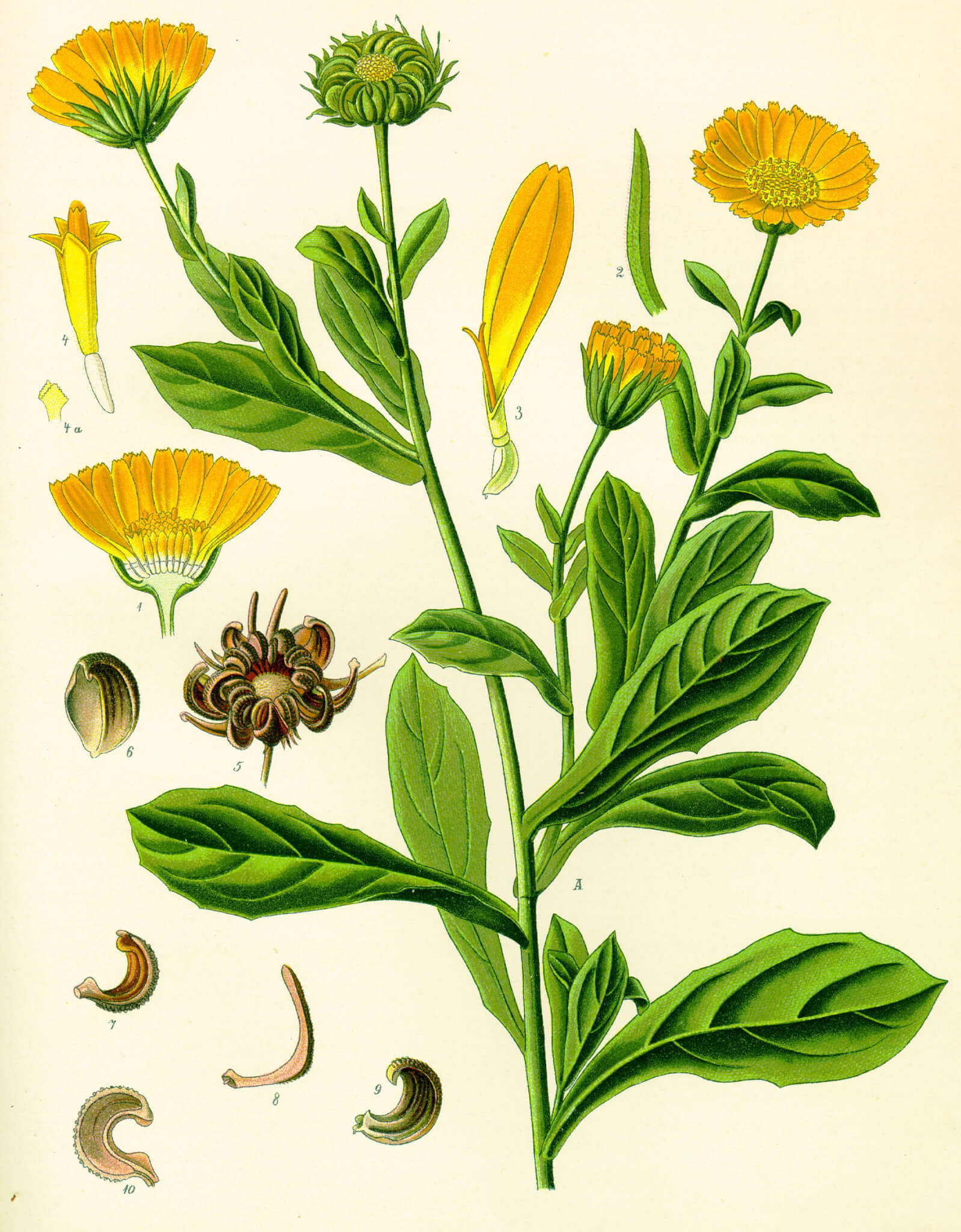Discovery of Calendula