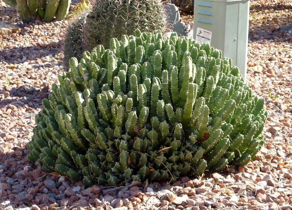 EUPHORBIUM