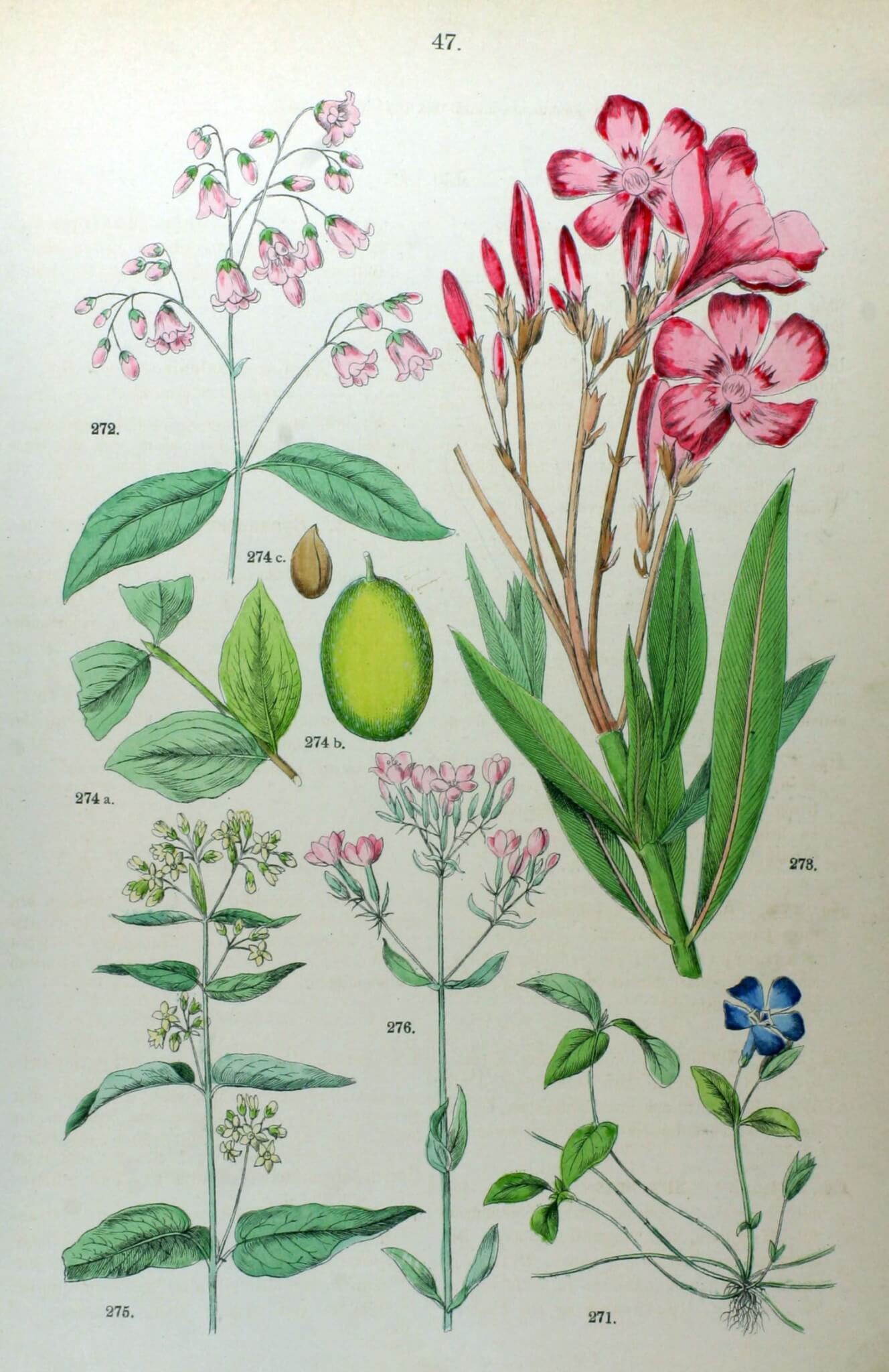 DISCOVERY OF IGNATIA