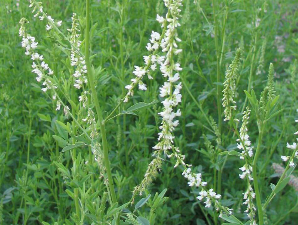 MELILOTUS ALBA