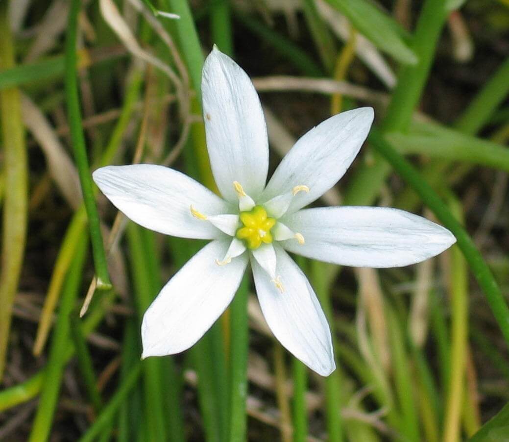 ORNITHOGALUM UMBELLATUM