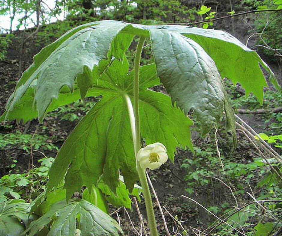 PODOPHYLLUM PELTATUM