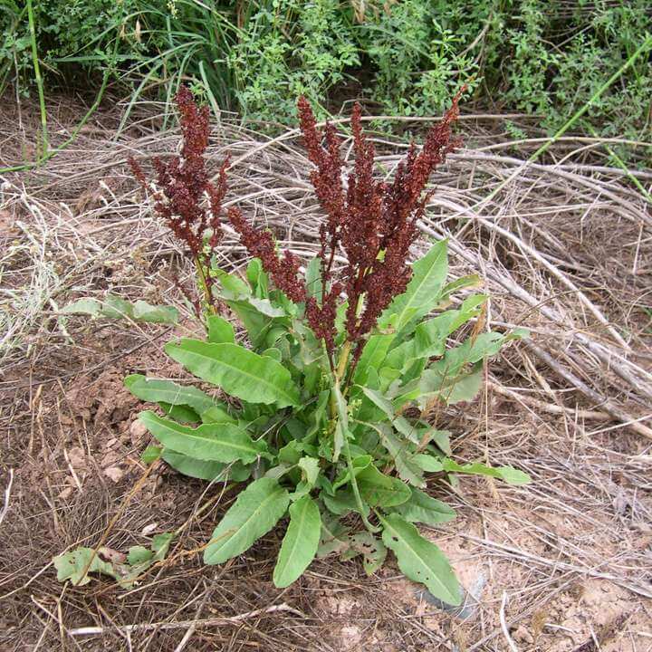 RUMEX CRISPUS