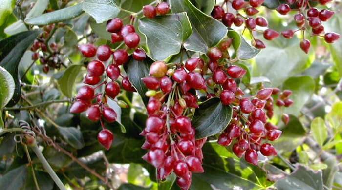 SARSAPARILLA