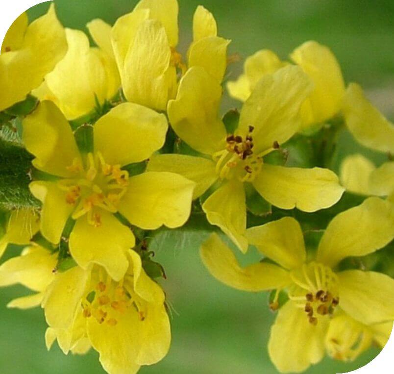 Flower Essences in the treatment of Insulin-Dependent Diabetes