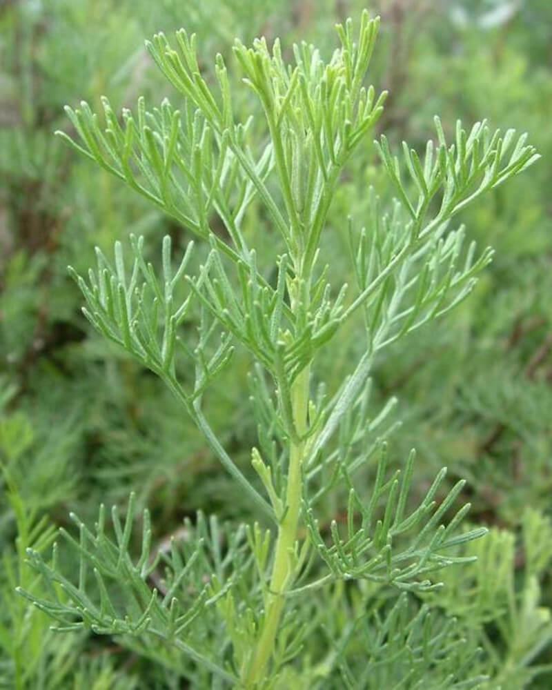 ARTEMESIA ABROTANUM