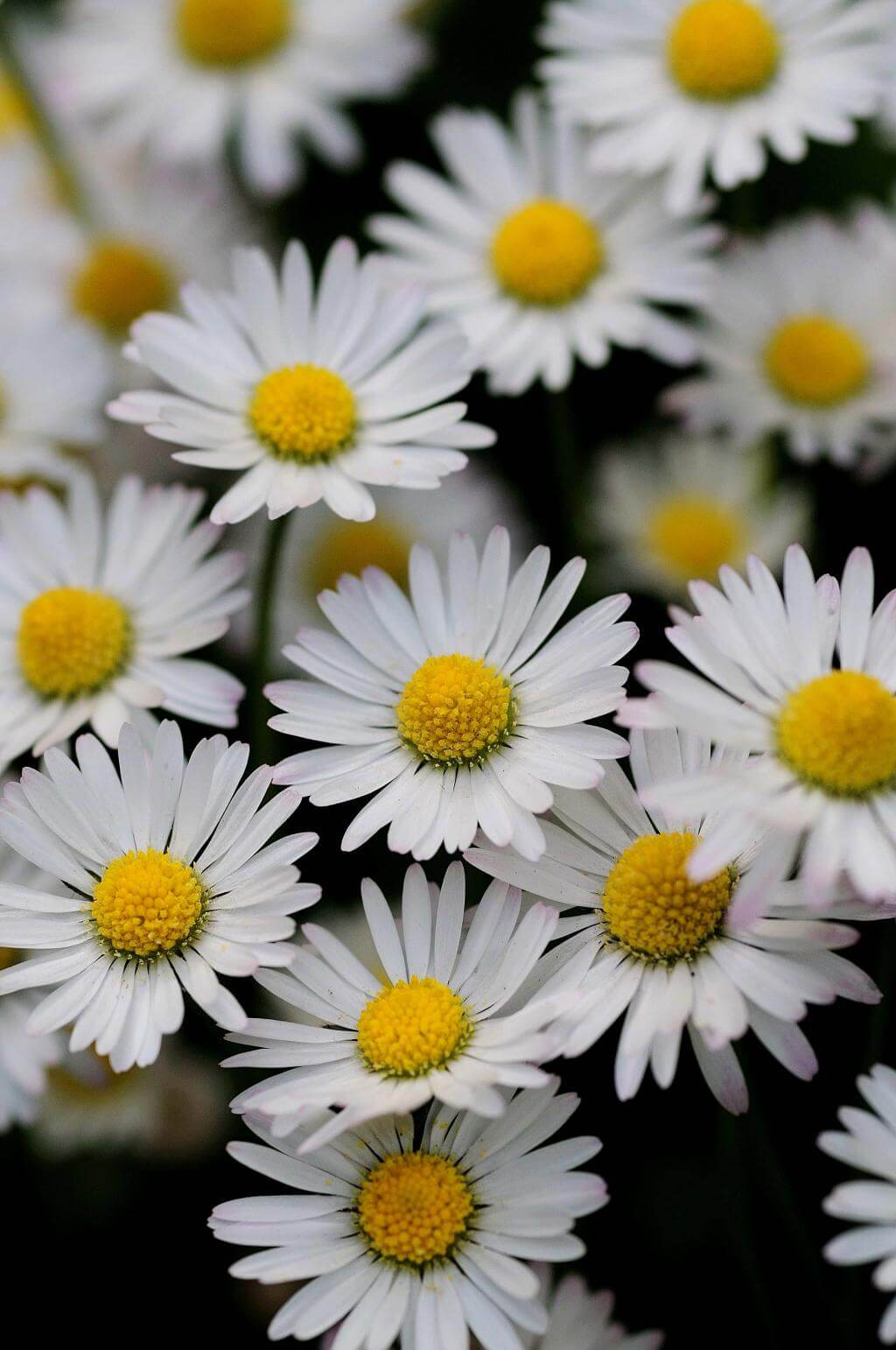 BELLIS PERENNIS